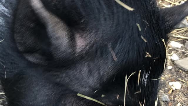 Piggy loves twizzlers