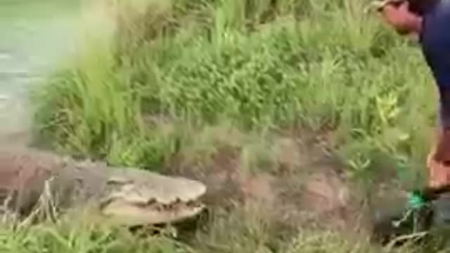 Crocodile attack