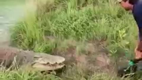 Crocodile attack