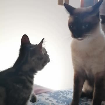 catfight, the little one loves problem!
