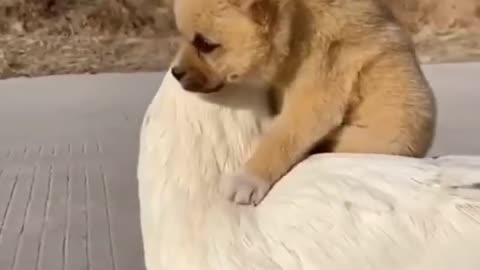 Funny Animal