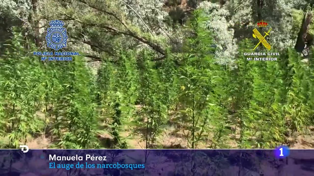 El AUGE de los NARCOBOSQUES: MACROPLANTACIONES en ZONAS FORESTALES y MONTAÑOSAS | RTVE Noticias