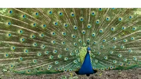 AMAZING PEACOCK SHOW 🦚💕🥰❤