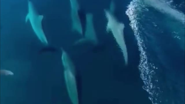 Did you see that? This is a pod of dolphins, a very rare sight