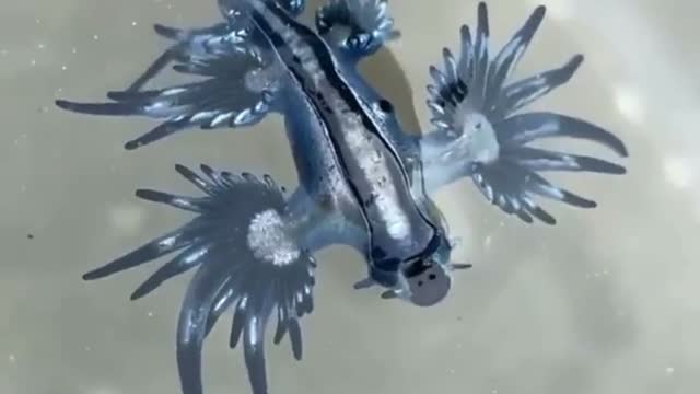 Blue Sea Slug Dancing