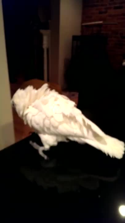 The Fall of BigFoot Gojira