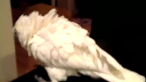 The Fall of BigFoot Gojira