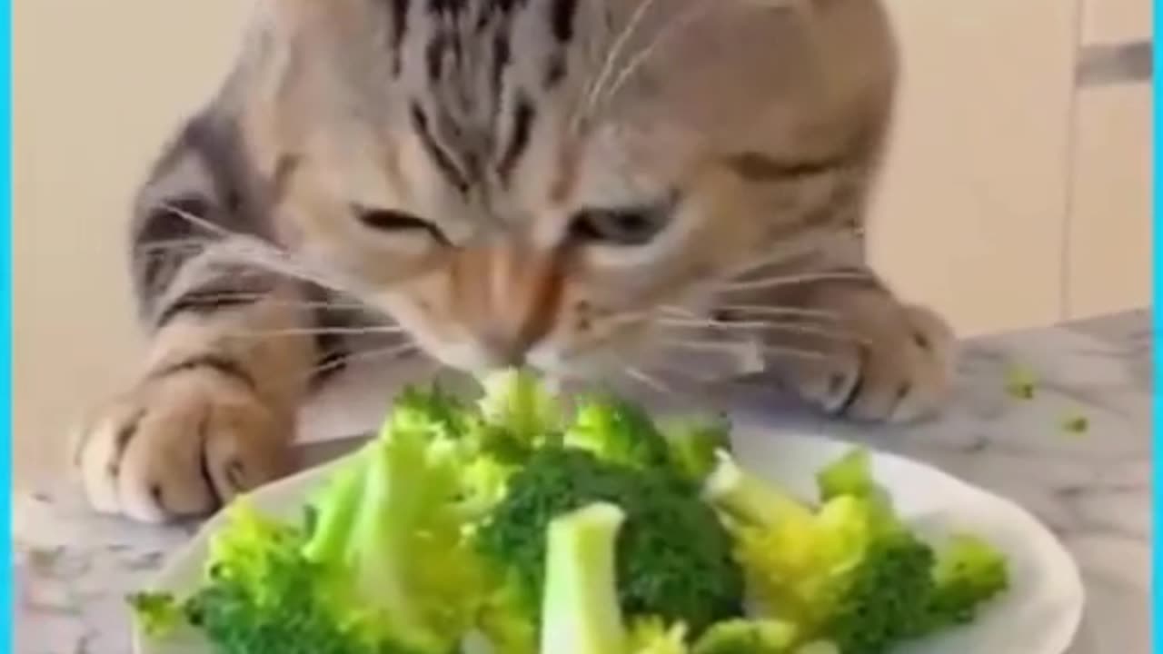 Watch: Sneaky Cat Steals Owner’s Treats—It’s a Snack Bandit! 😼🍪