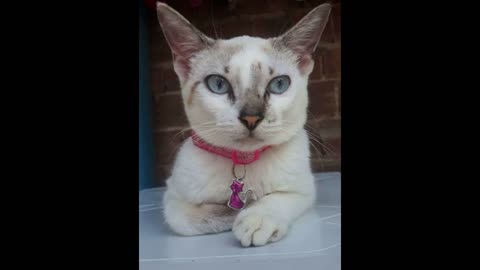 Por que os Gatos Ronronam?