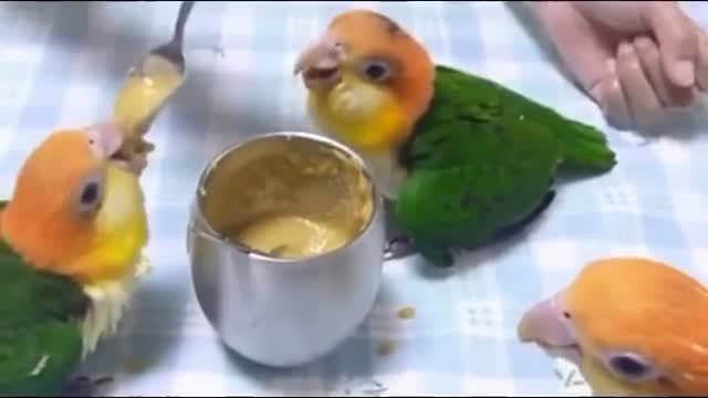 MUST SEE - parrot videos - parrots dancing - a funny parrot videos compilation