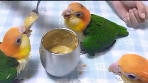 MUST SEE - parrot videos - parrots dancing - a funny parrot videos compilation