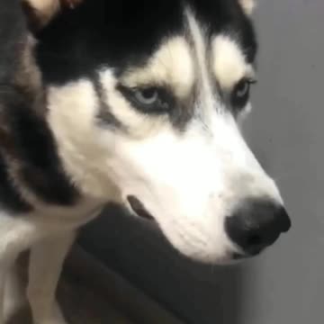 cat has no feelings 🤣