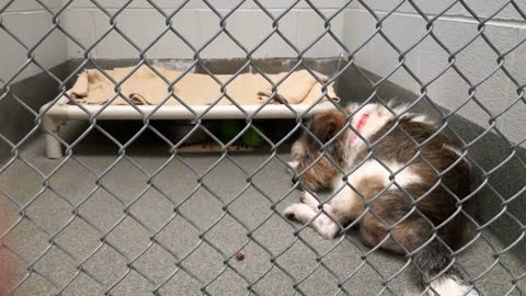 Sad lonely dog in kennel cage