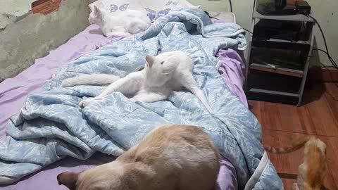 Invasion of cats