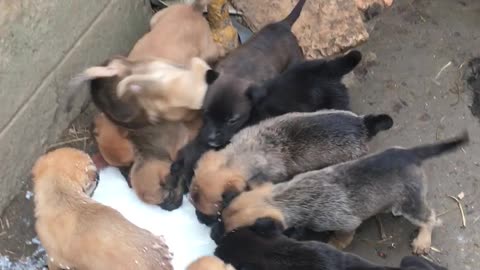 Pushy Puppies Want Their Milk