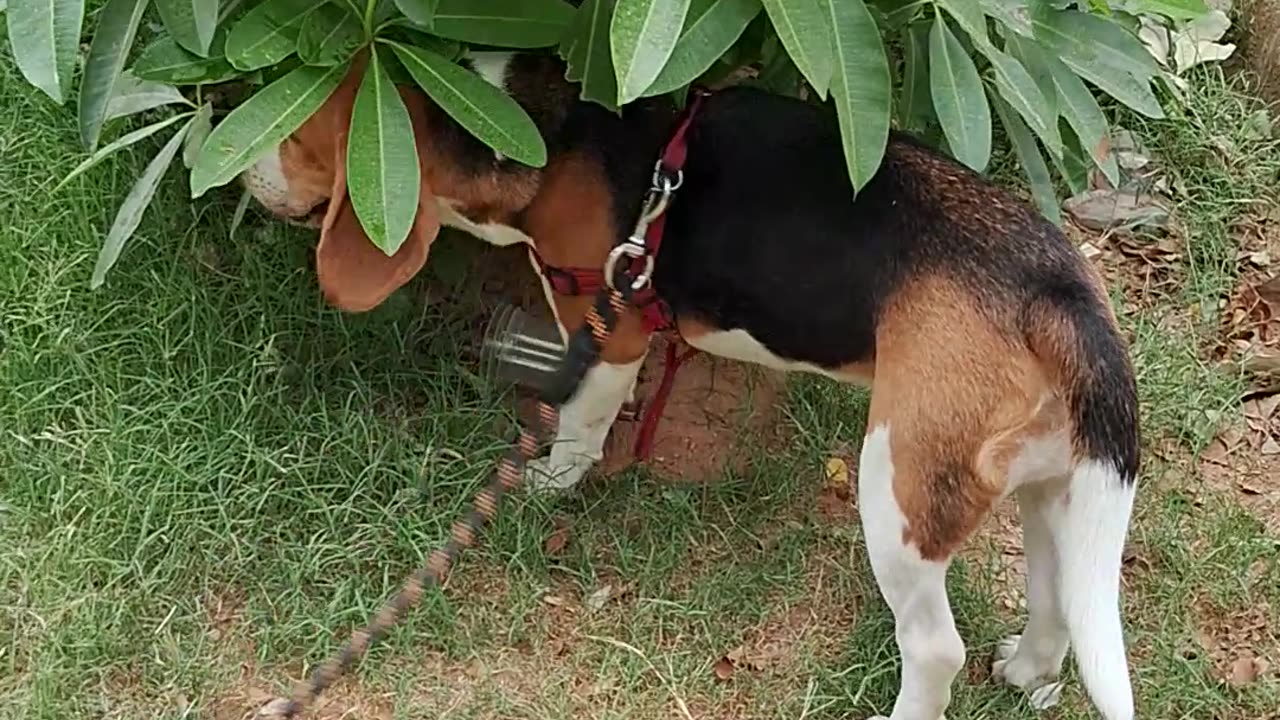 Dog hiding