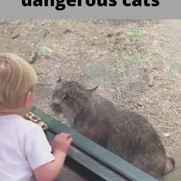 don't mess with us we are dangerous cats