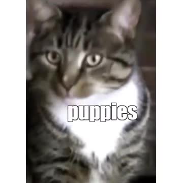 Pussy cat