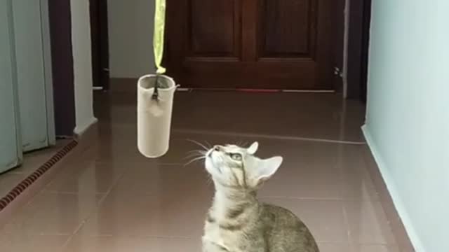 cat touching and playing with a hanged cartoon #shorts #viralshorts #viralvideo