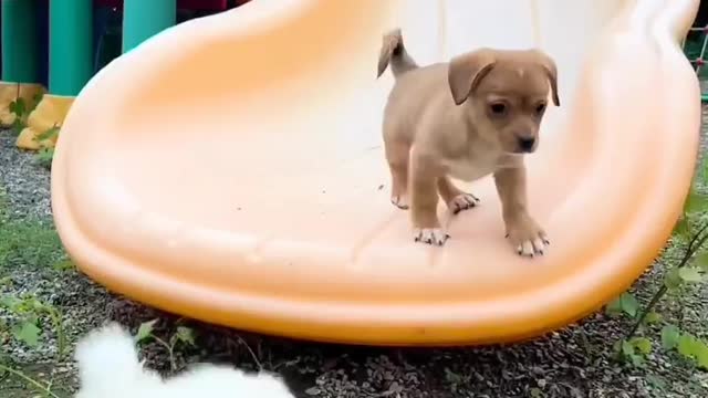 cutepetswild These puppies love sliding and enjoying it