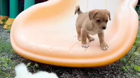 cutepetswild These puppies love sliding and enjoying it