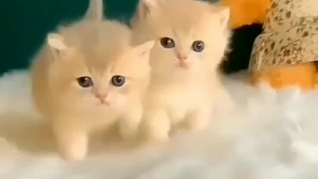 OMG so cute kittens ☺️#cat #cat #shorts