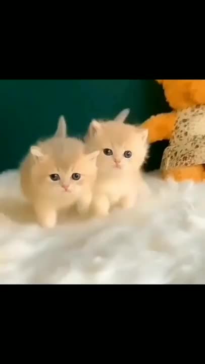 OMG so cute kittens ☺️#cat #cat #shorts