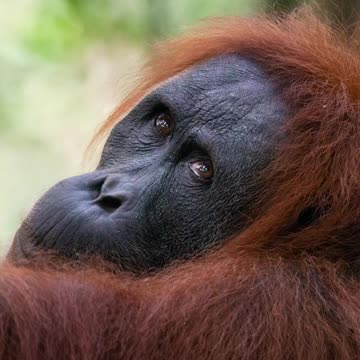 Female Orangutan Portraits