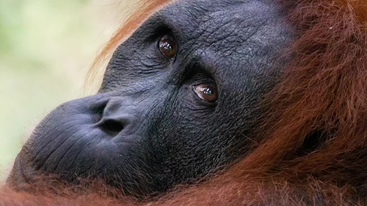 Female Orangutan Portraits