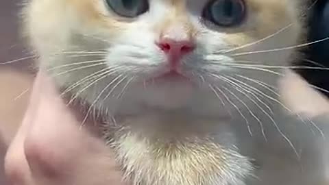 A Cute Cute Meow Meow