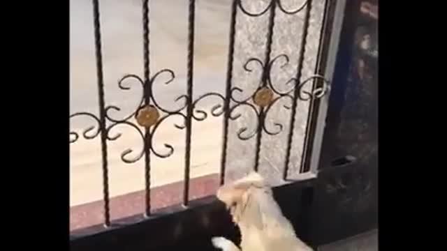 CUTE and FUNNY Dog video