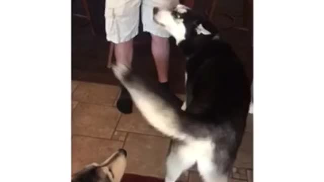 Husky talks back