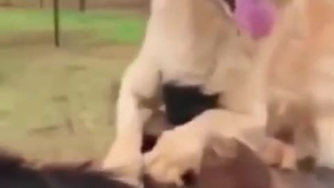 Dog Riding Horse!