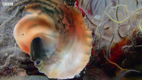 Sarcastic Fringehead Fights For Territory | Life | BBC Earth