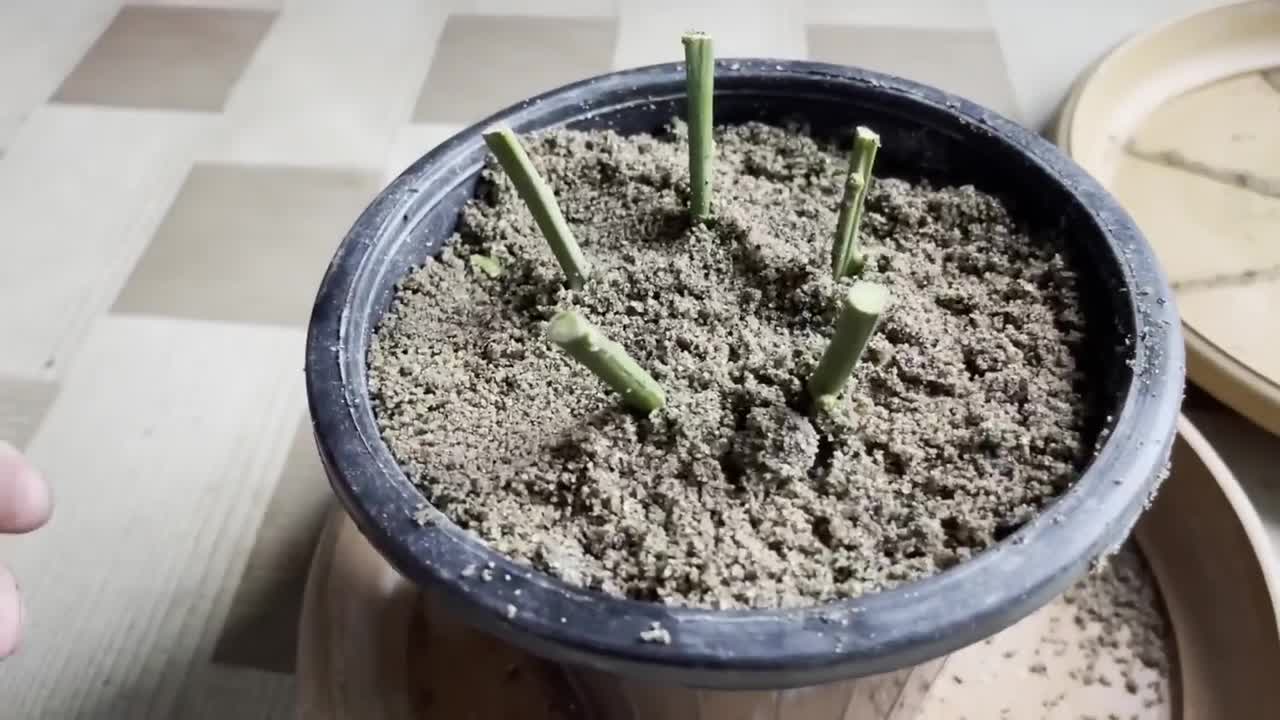 How To Grow Lemon Tree Small Cuttings In A Tomato