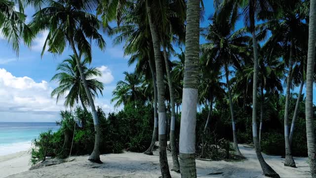 amazing beach and palm trees !!!!!