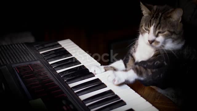 Watch how the cat plays the piano