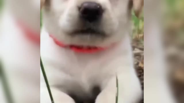 Baby dog video