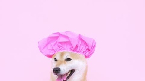 cute-dog-with-a-shower-cap