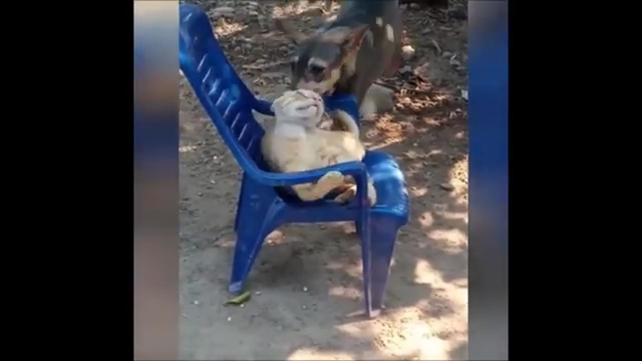 BEST 2024 FUNNIEST ANIMALS 😹 Funny Animal Videos Compilation 😹