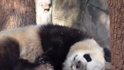 Baby bear Panda shuts down from exhaustion 🤣