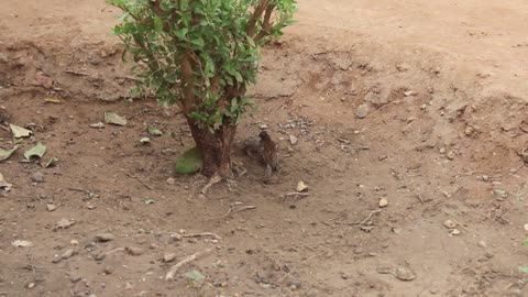 Eurasian Tree Sparrow