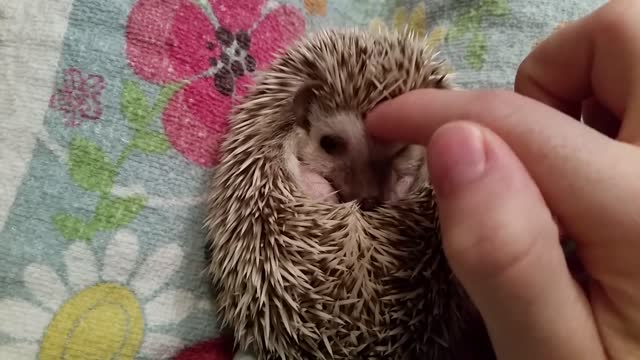 How to instantly calm a grumpy hedgehog