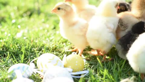 newborn chicks explore around