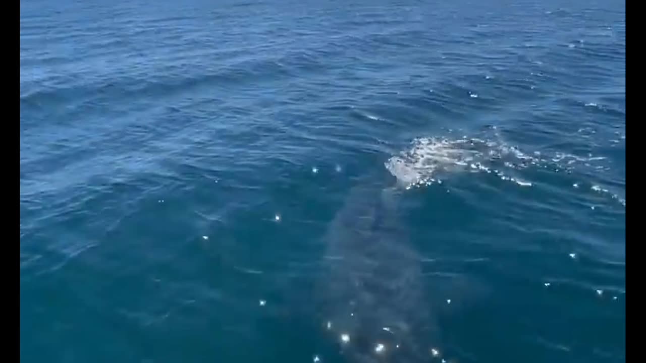 First Time Seeing a Great White Shark