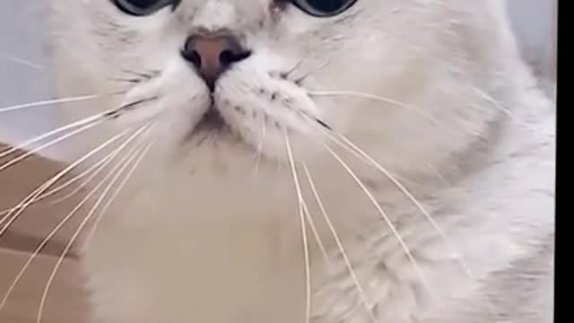 Lovely Cat, black cat, cats, funny cats, funny cat videos #2