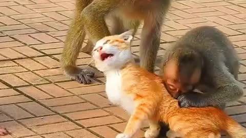 Cats and monkeys funny moment