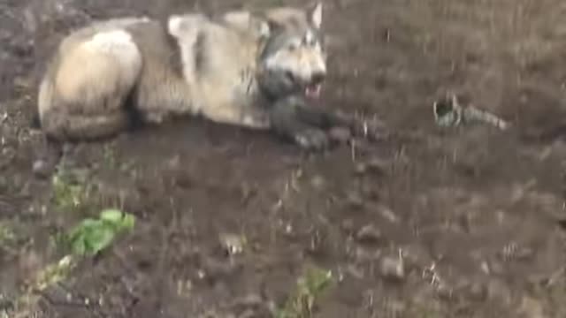 The forester rescued a wolf cub from a trap.