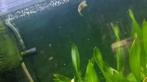 Zebrafish foraging