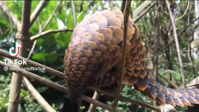 amazing animal in jungle